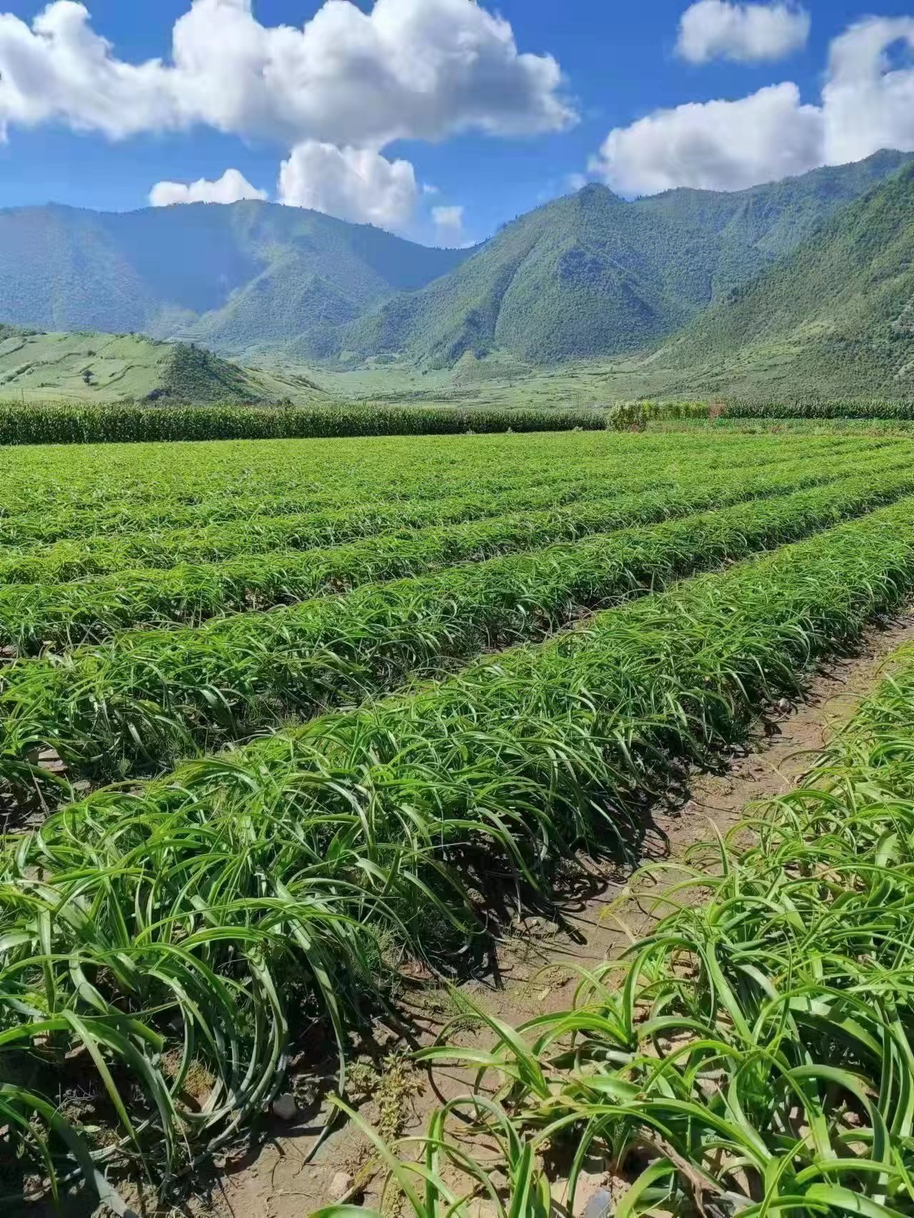 长白虎眼万年青基地