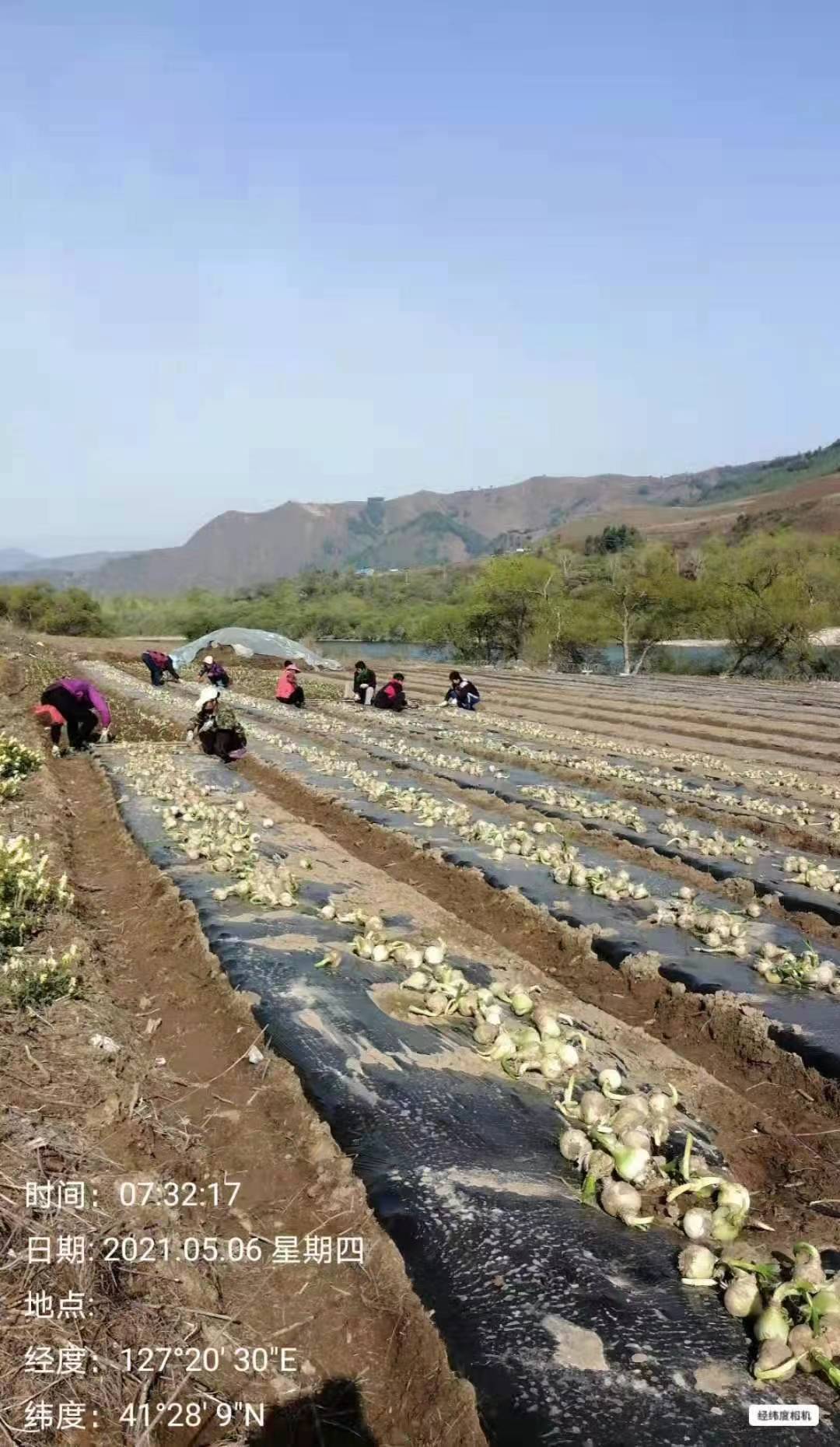 栽种基地