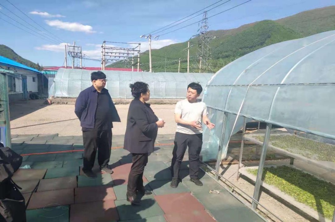 讲解长白虎眼万年青